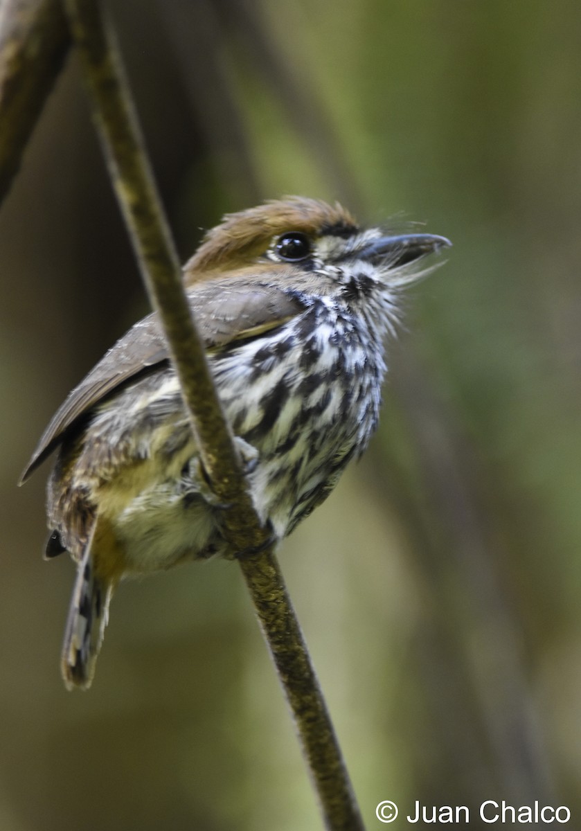 Lanceolated Monklet - ML88329241