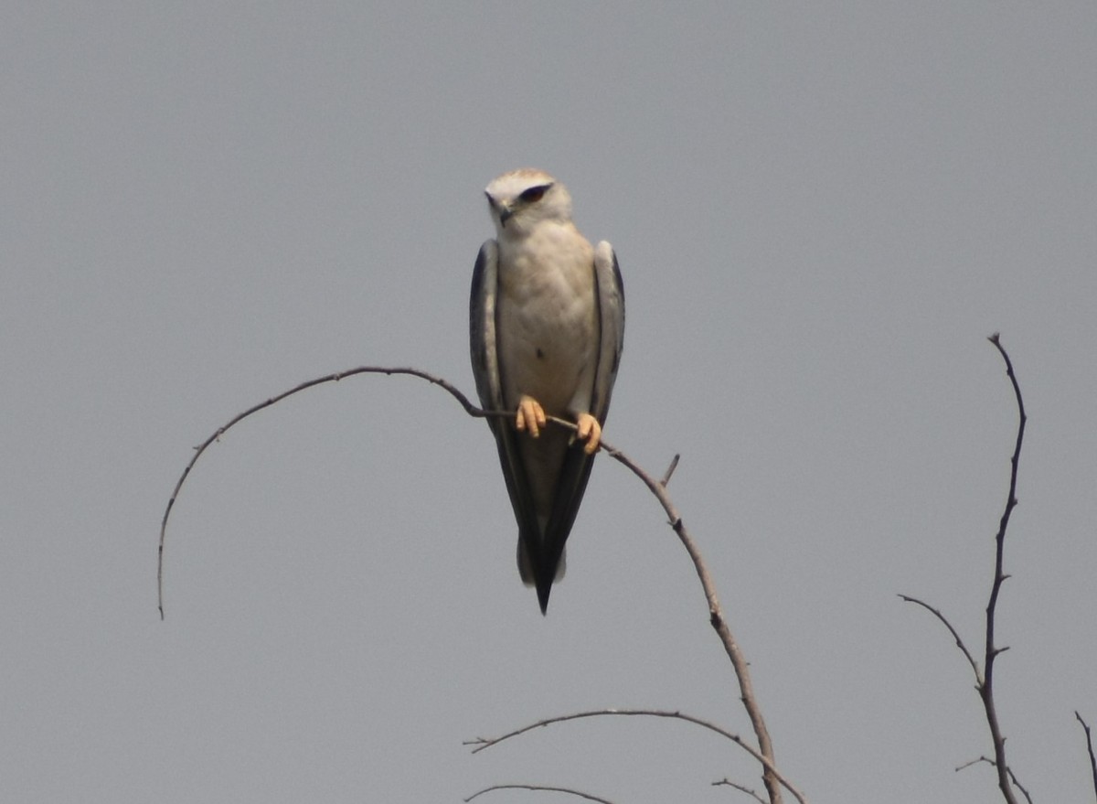 Black-winged Kite - ML88329751