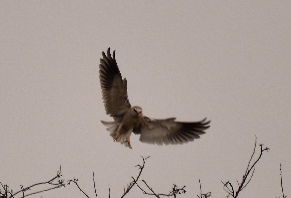 Black-winged Kite - ML88329771