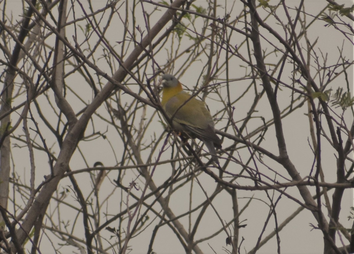 Yellow-footed Green-Pigeon - ML88329951