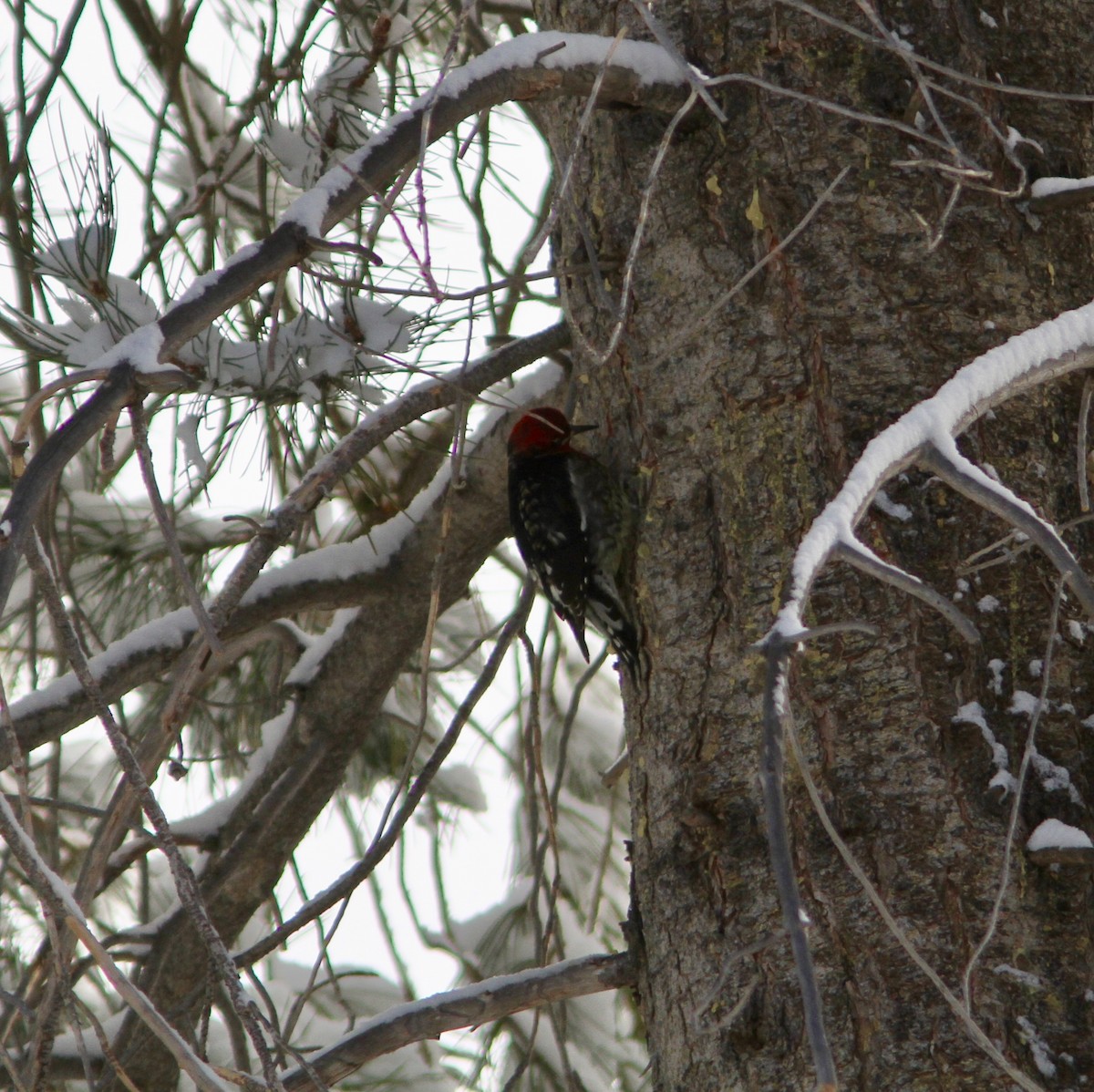 Red-breasted Sapsucker - ML88330161