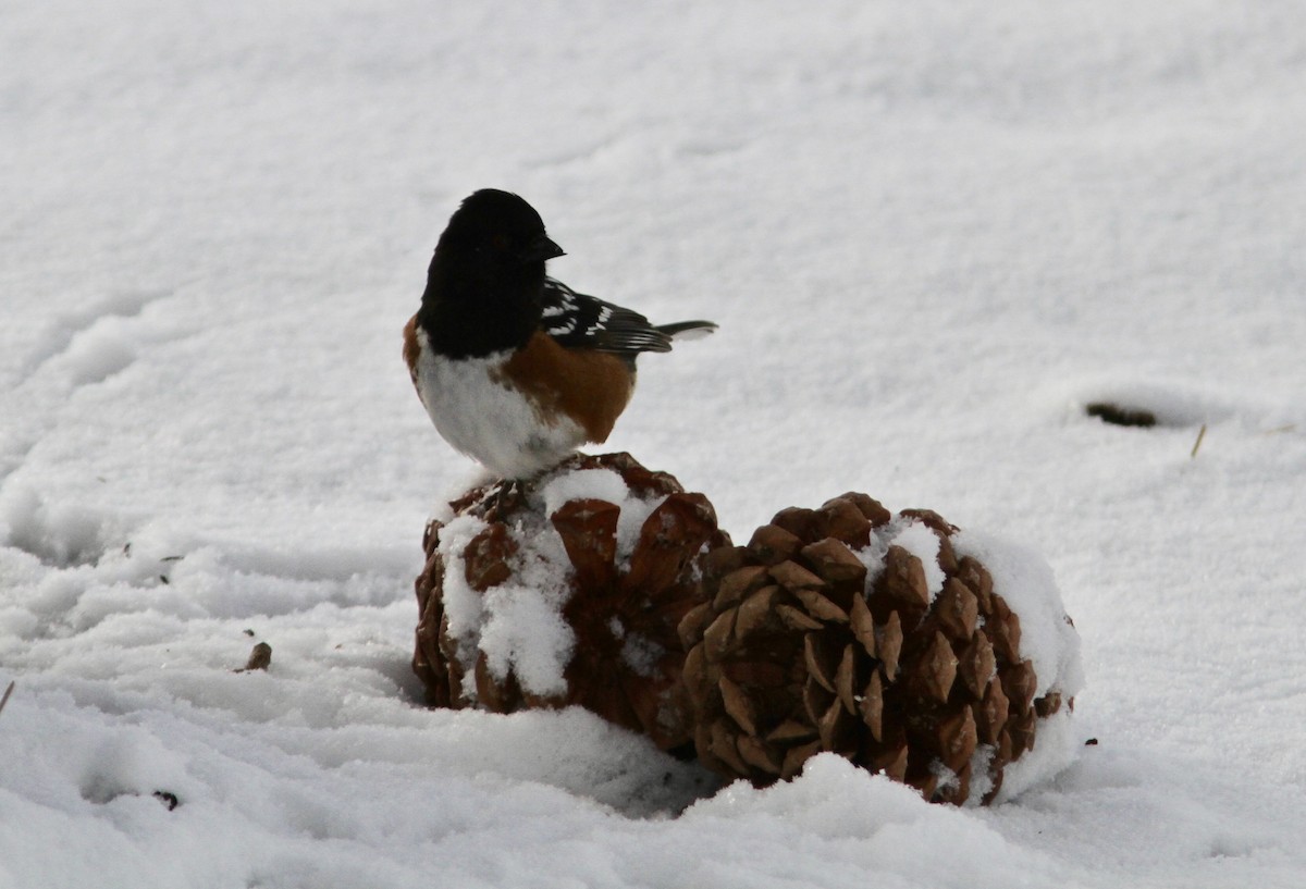 Spotted Towhee - ML88330351