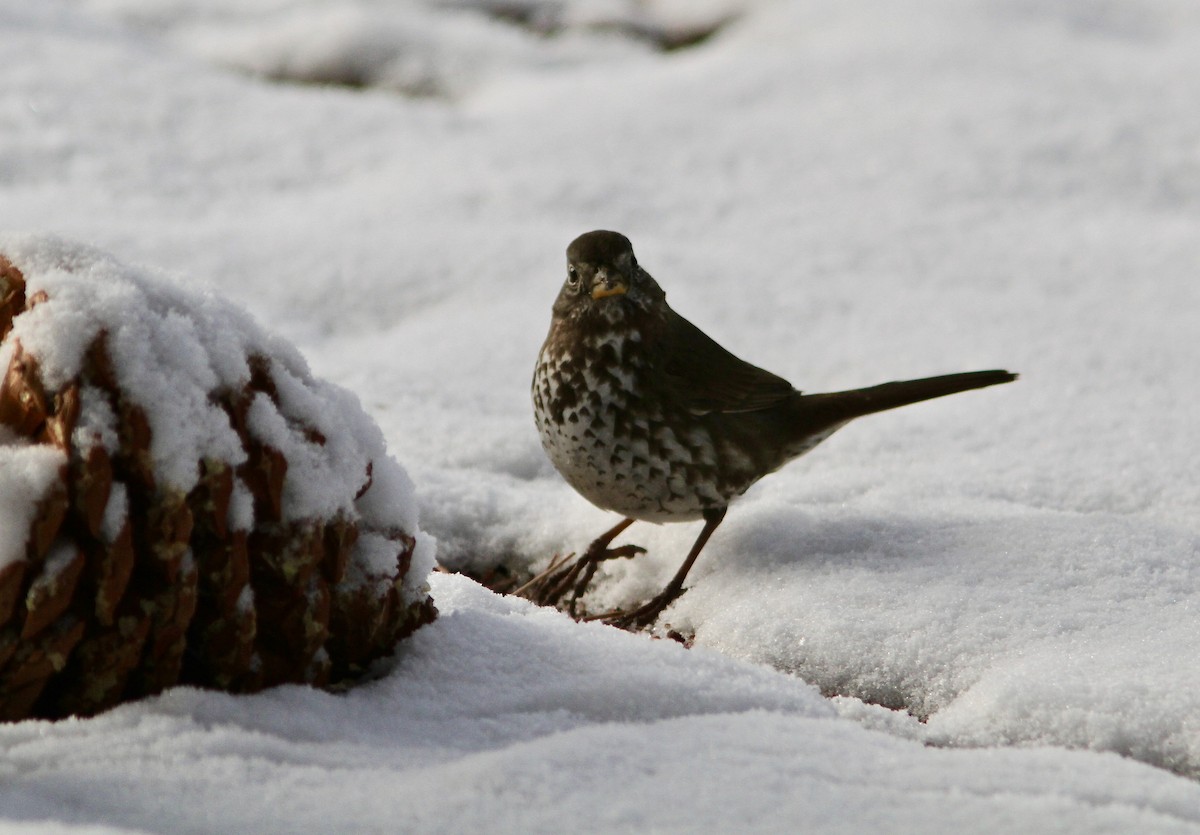 Fox Sparrow (Slate-colored) - ML88330471