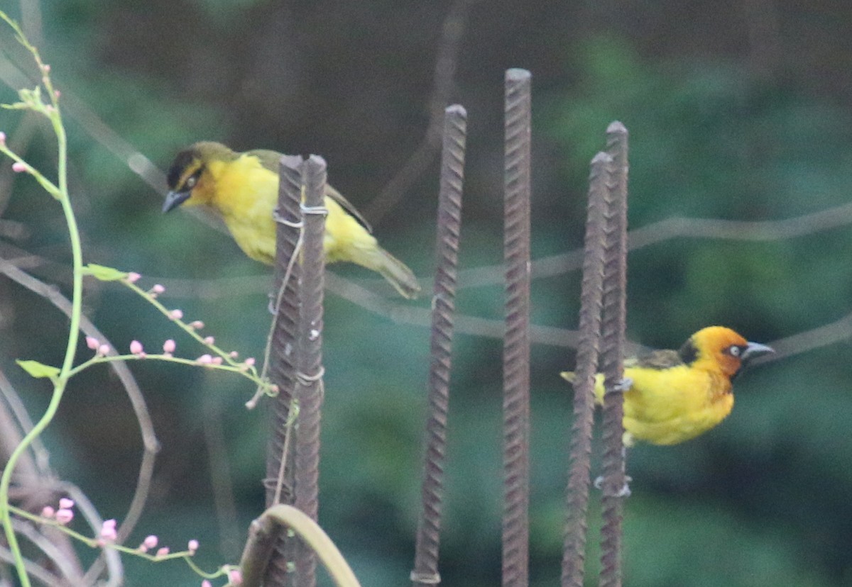 Olive-naped x Black-necked Weaver (hybrid) - ML88332171