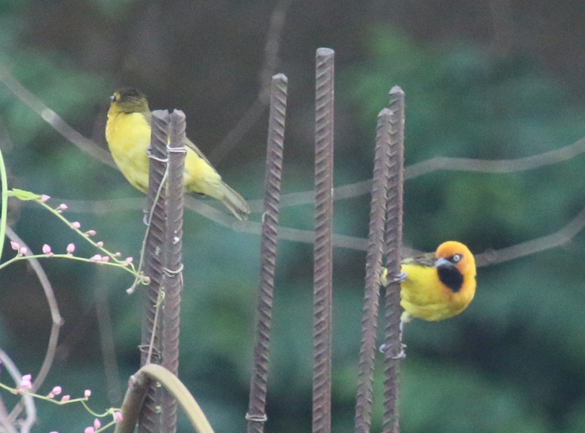 Olive-naped x Black-necked Weaver (hybrid) - Jacob C. Cooper