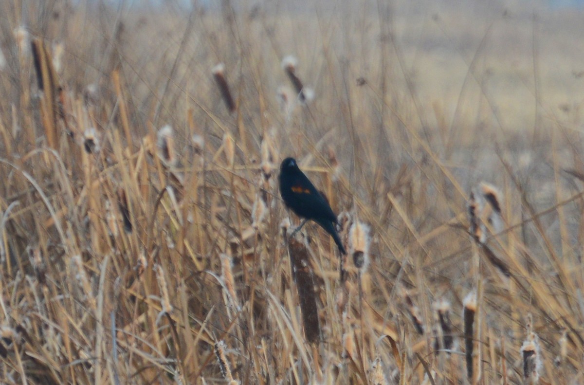 Red-winged Blackbird - ML88332271