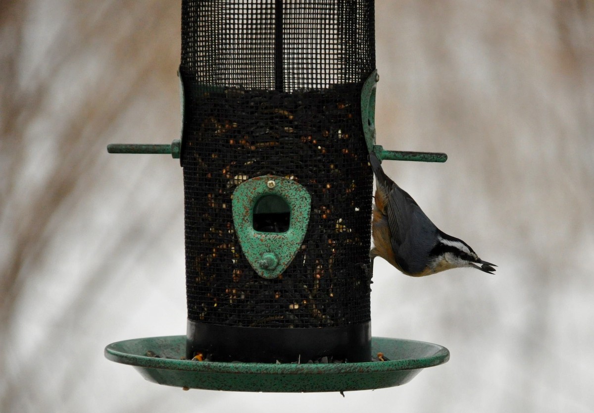 Red-breasted Nuthatch - ML88332311