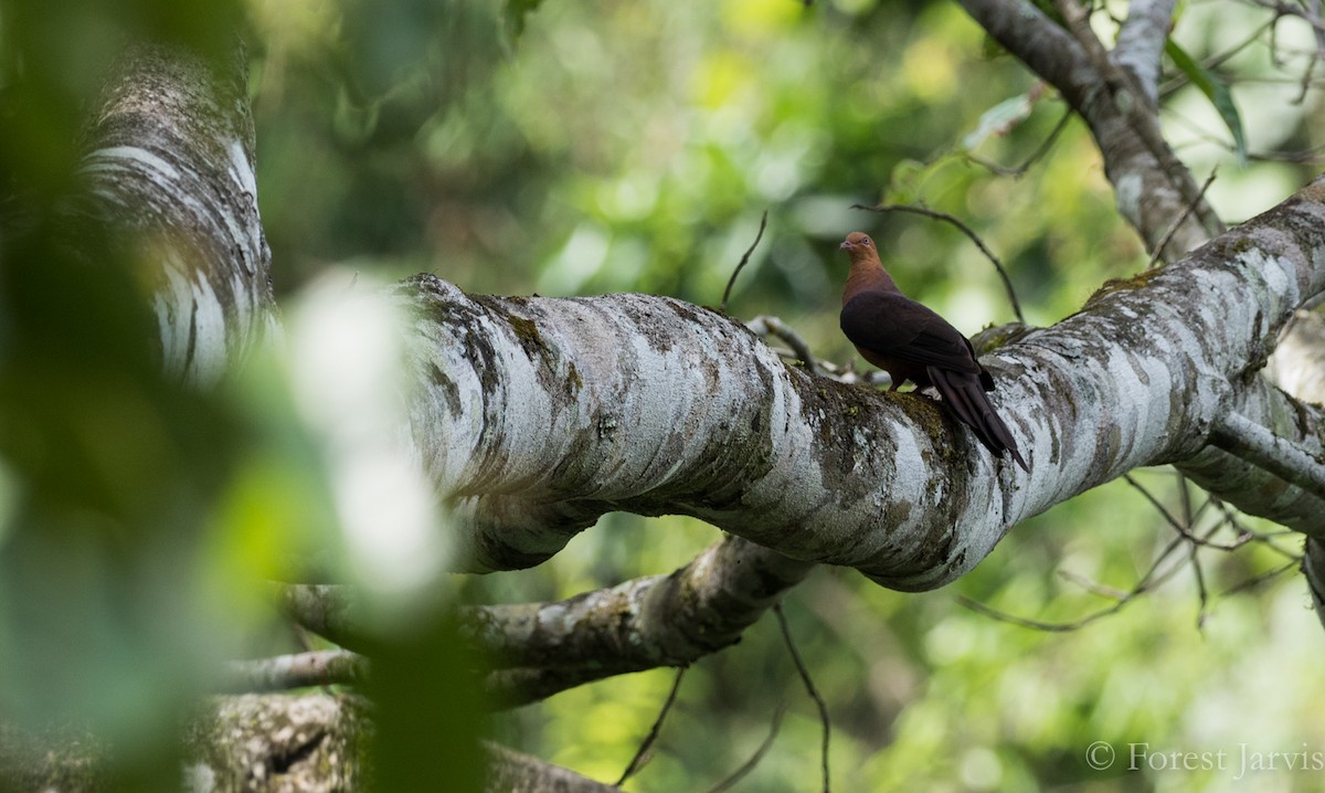 Philippine Cuckoo-Dove - ML88333111