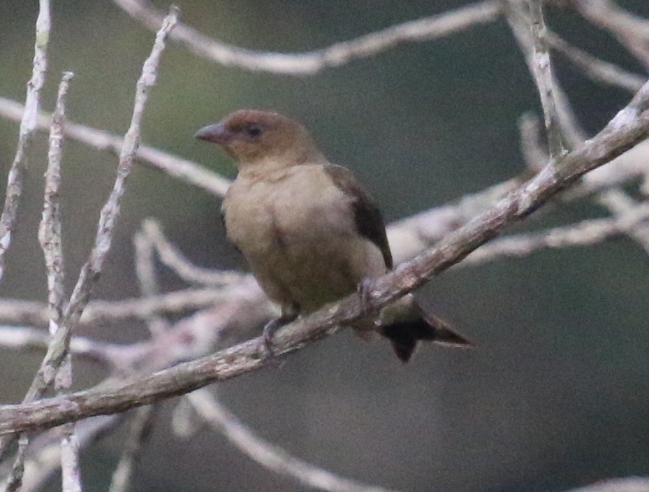 Lyre-tailed Honeyguide - ML88333261