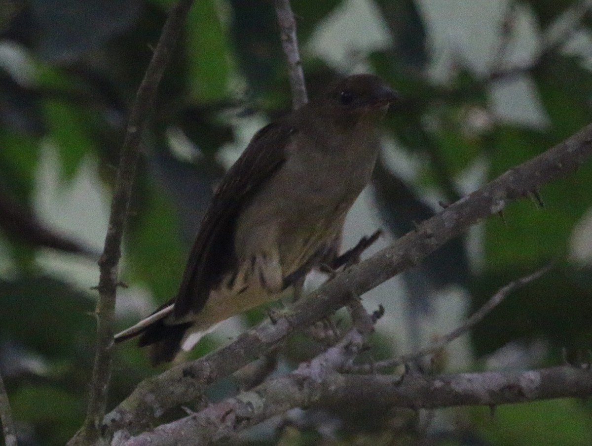 Lyre-tailed Honeyguide - ML88333361