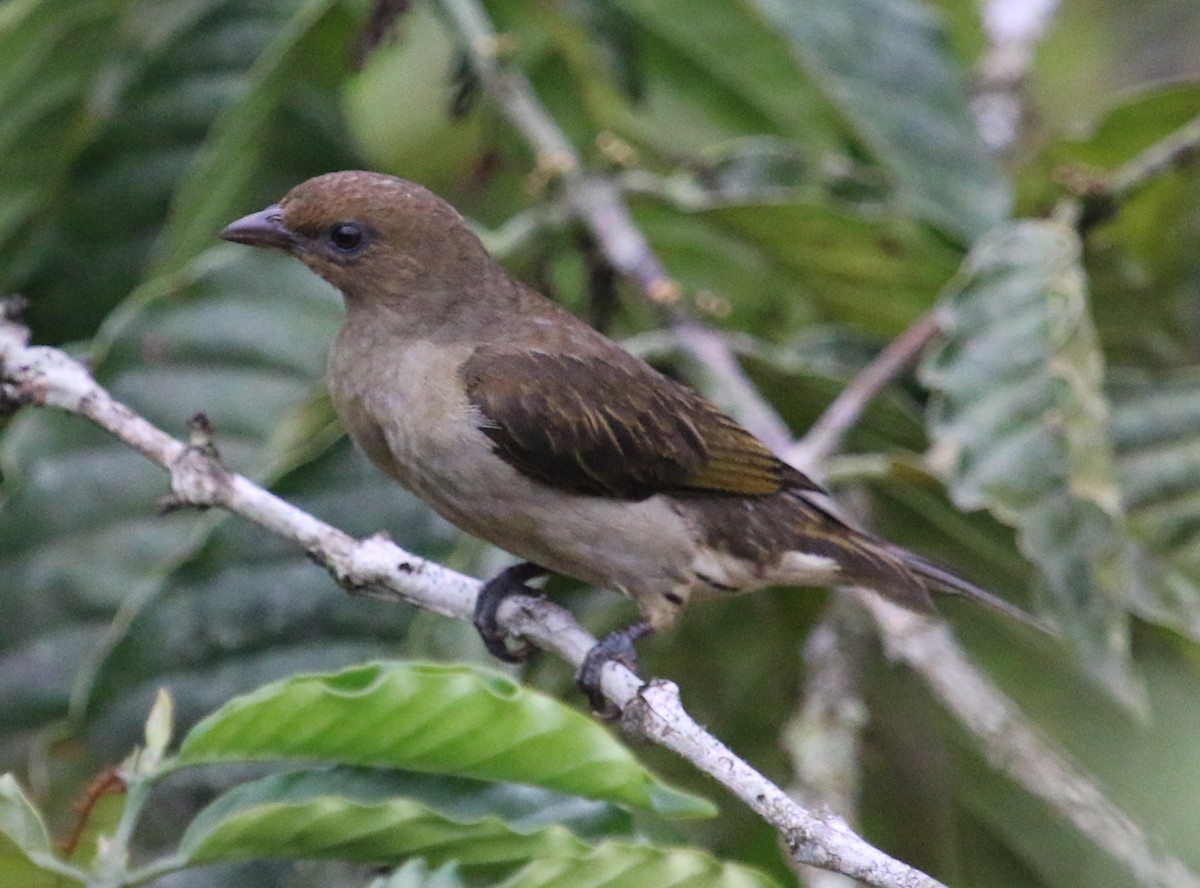 Lyre-tailed Honeyguide - Jacob C. Cooper