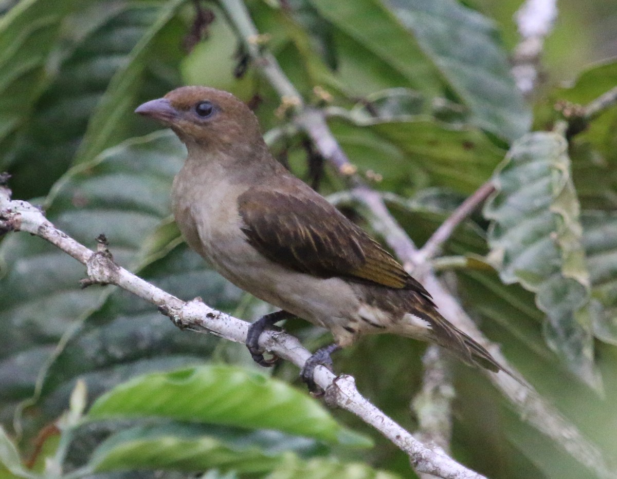 Lyre-tailed Honeyguide - ML88333401