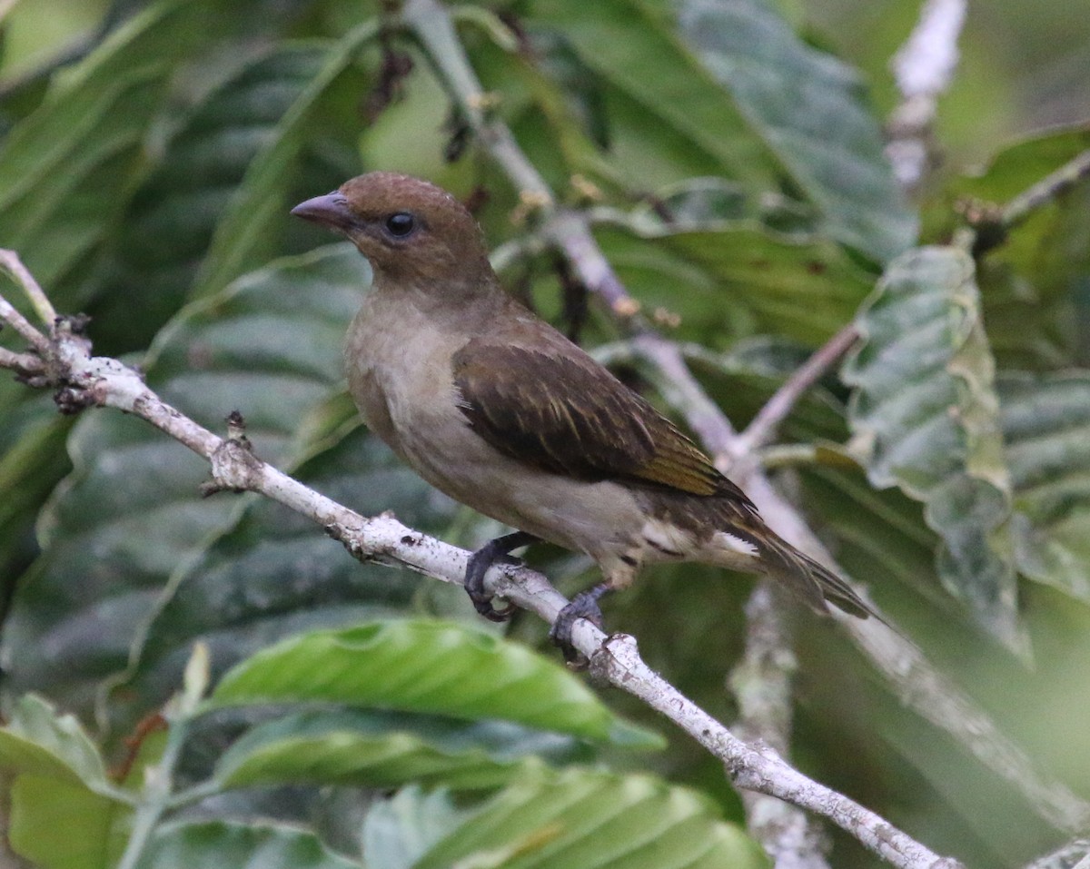 Lyre-tailed Honeyguide - ML88333421