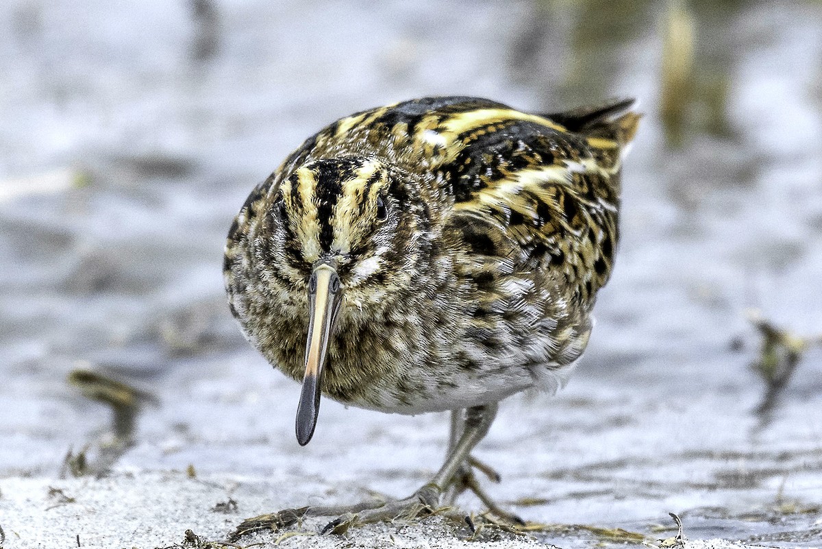 Jack Snipe - ML88334471