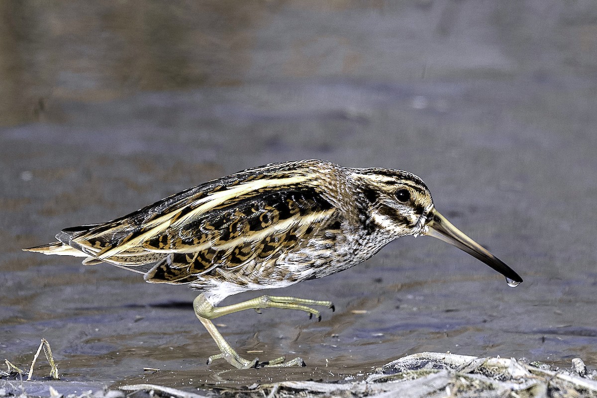 Jack Snipe - ML88334551