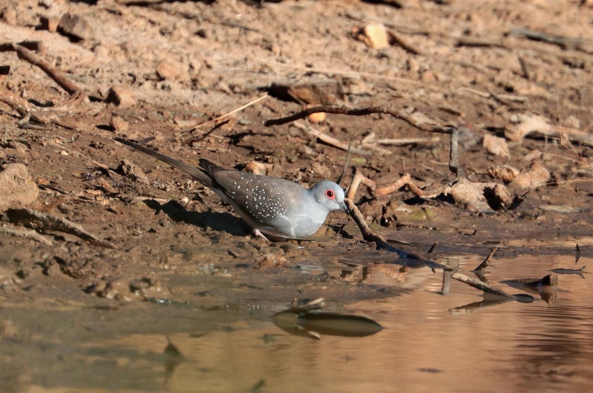 holoubek diamantový - ML88334611