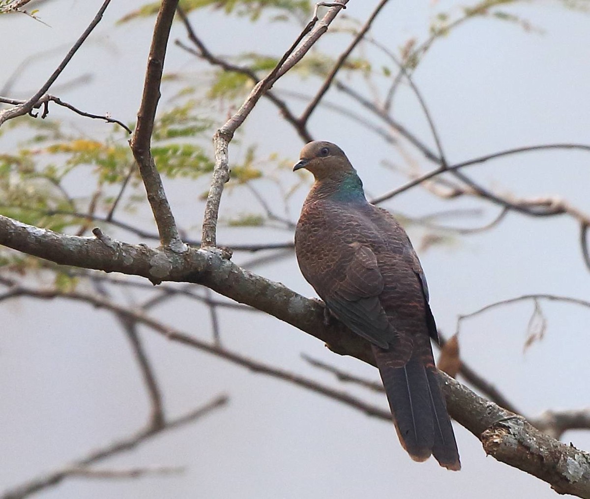 Barred Cuckoo-Dove - ML88335021