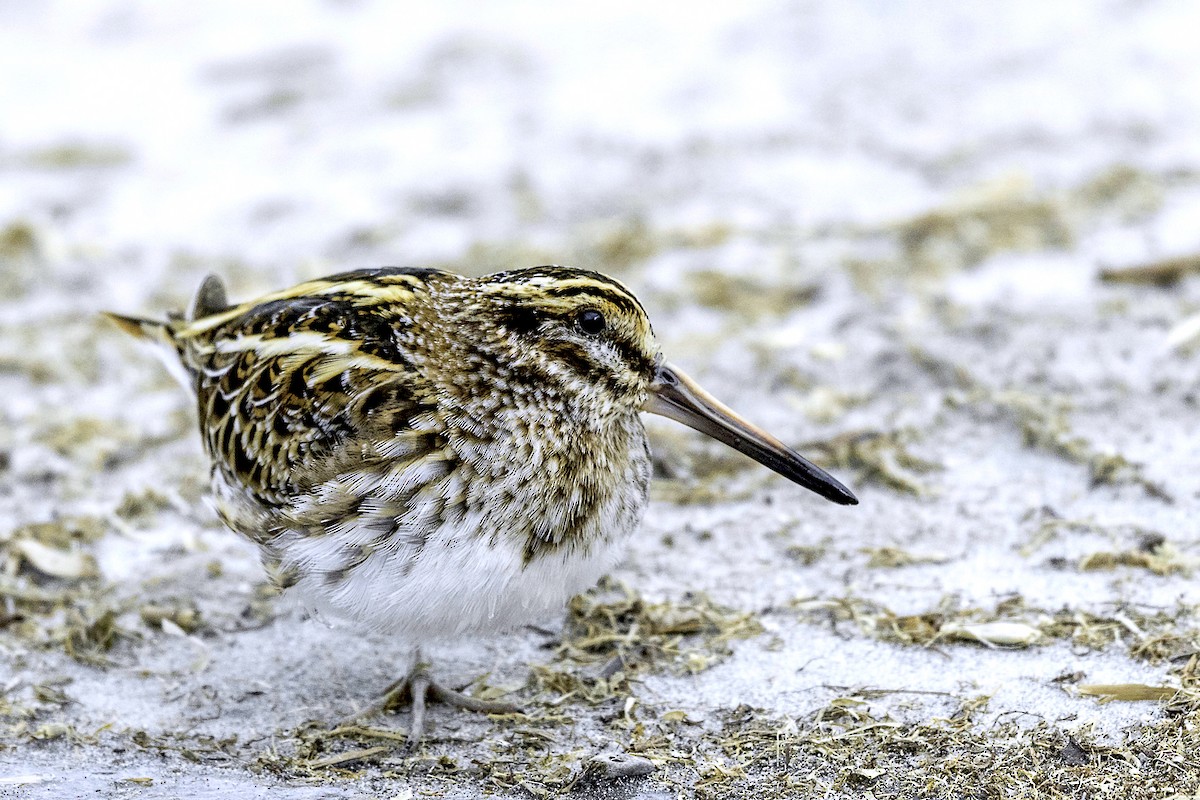 Jack Snipe - ML88336601