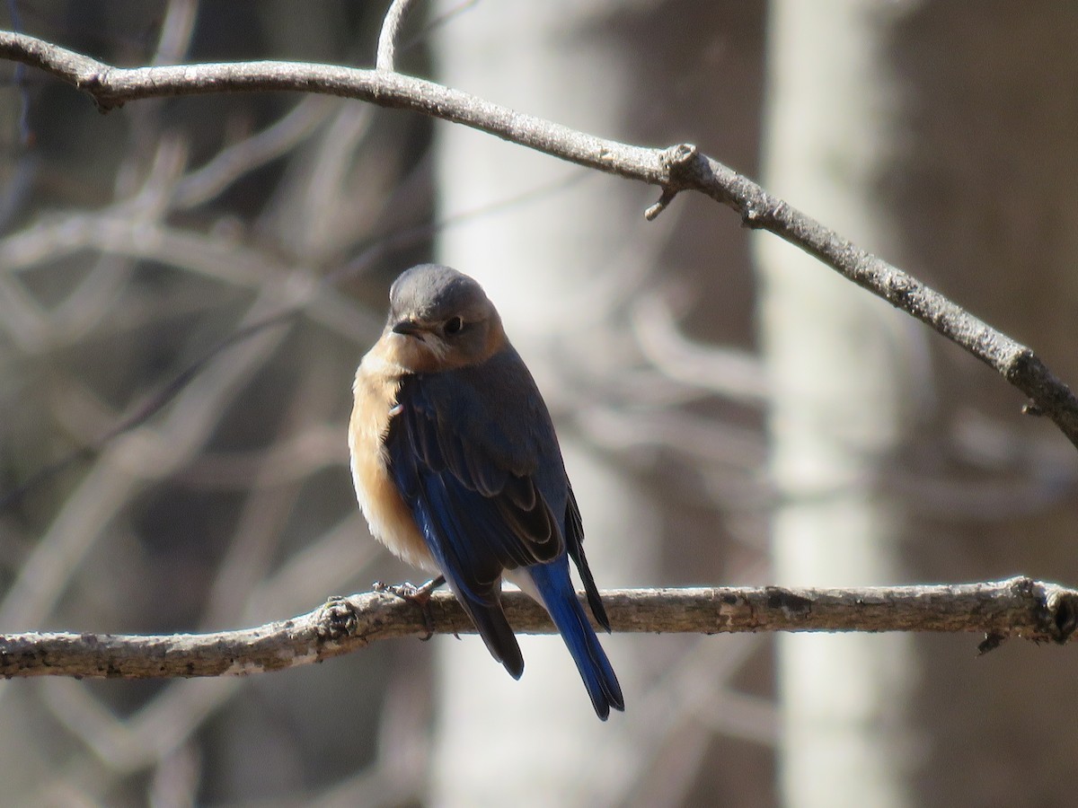 Eastern Bluebird - ML88336721