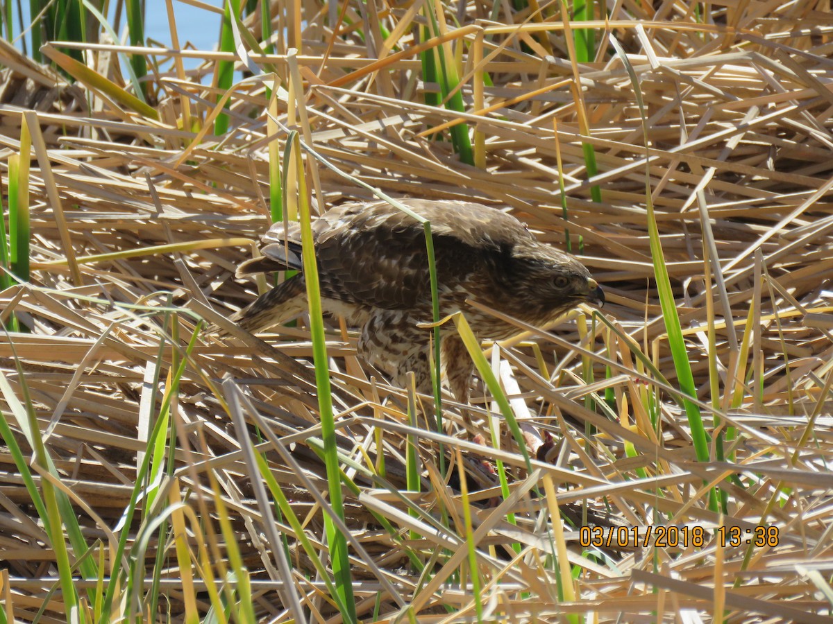 Red-shouldered Hawk - ML88336831