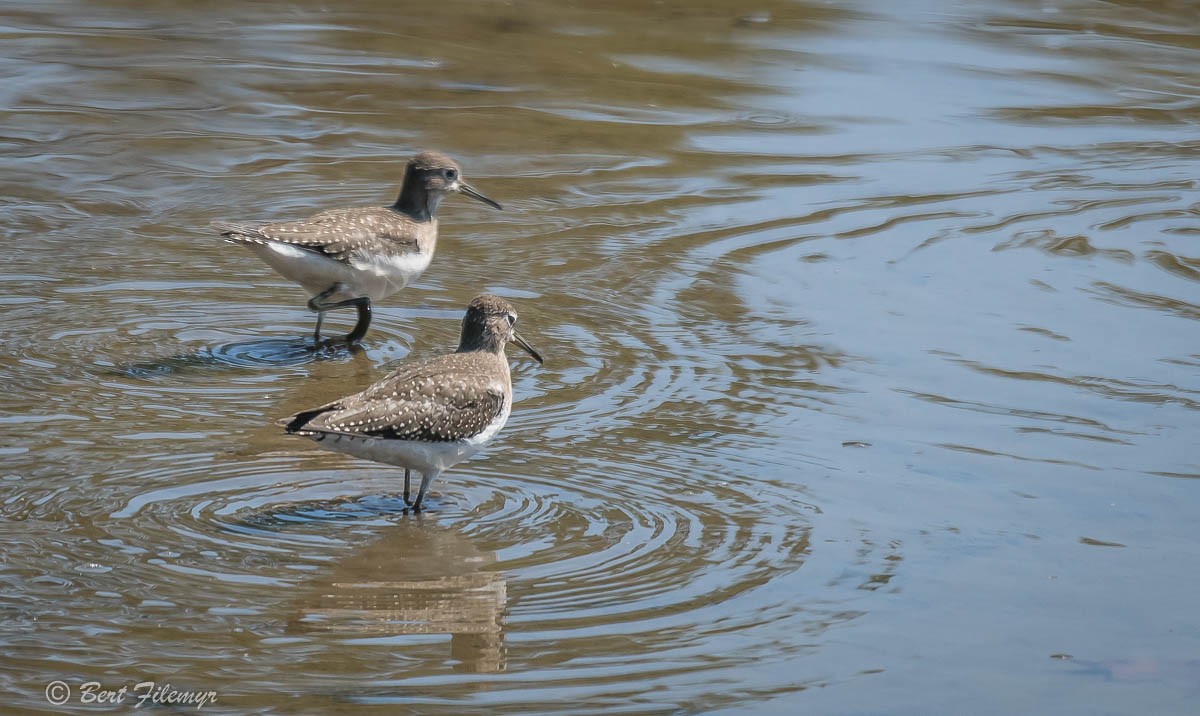 Solitary Sandpiper - ML88337831