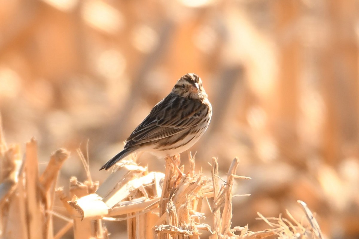 Savannah Sparrow - Jonathan Nikkila