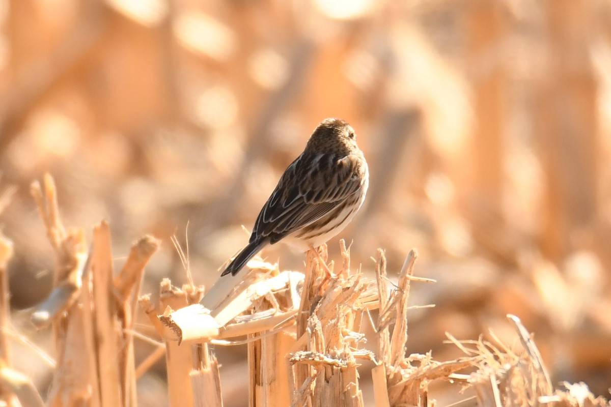 Savannah Sparrow - ML88338291