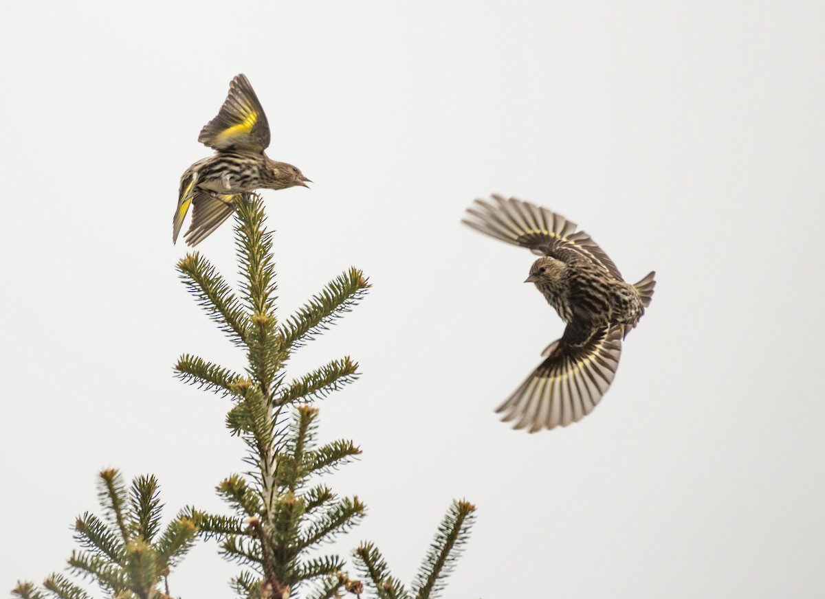 Pine Siskin - ML88339231
