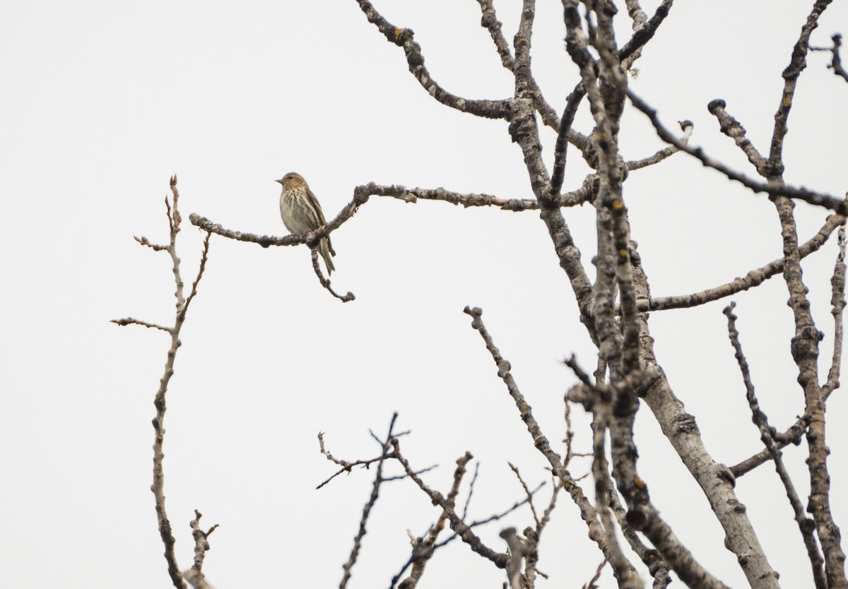 Pine Siskin - ML88339421