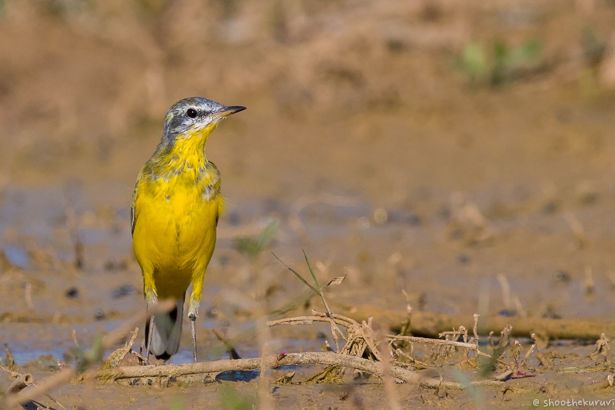 Western Yellow Wagtail - ML88340981