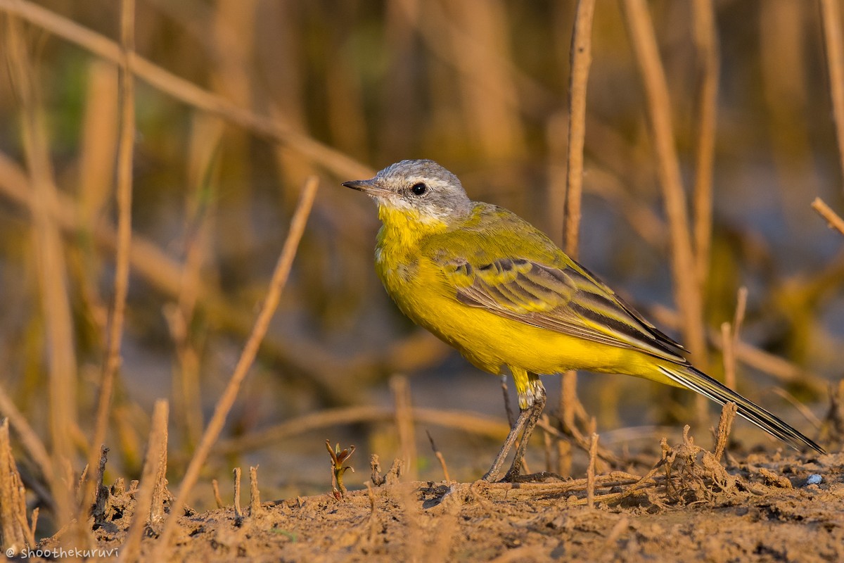 Western Yellow Wagtail - ML88341001