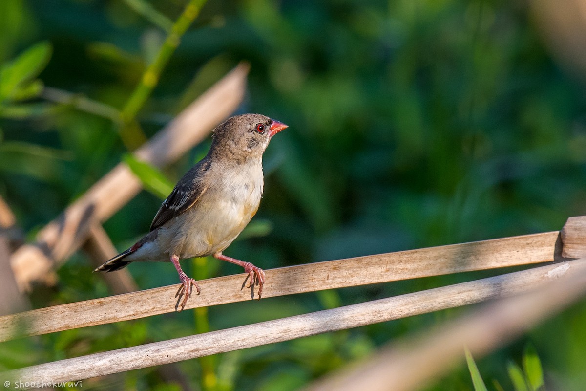 Red Avadavat - ML88341111