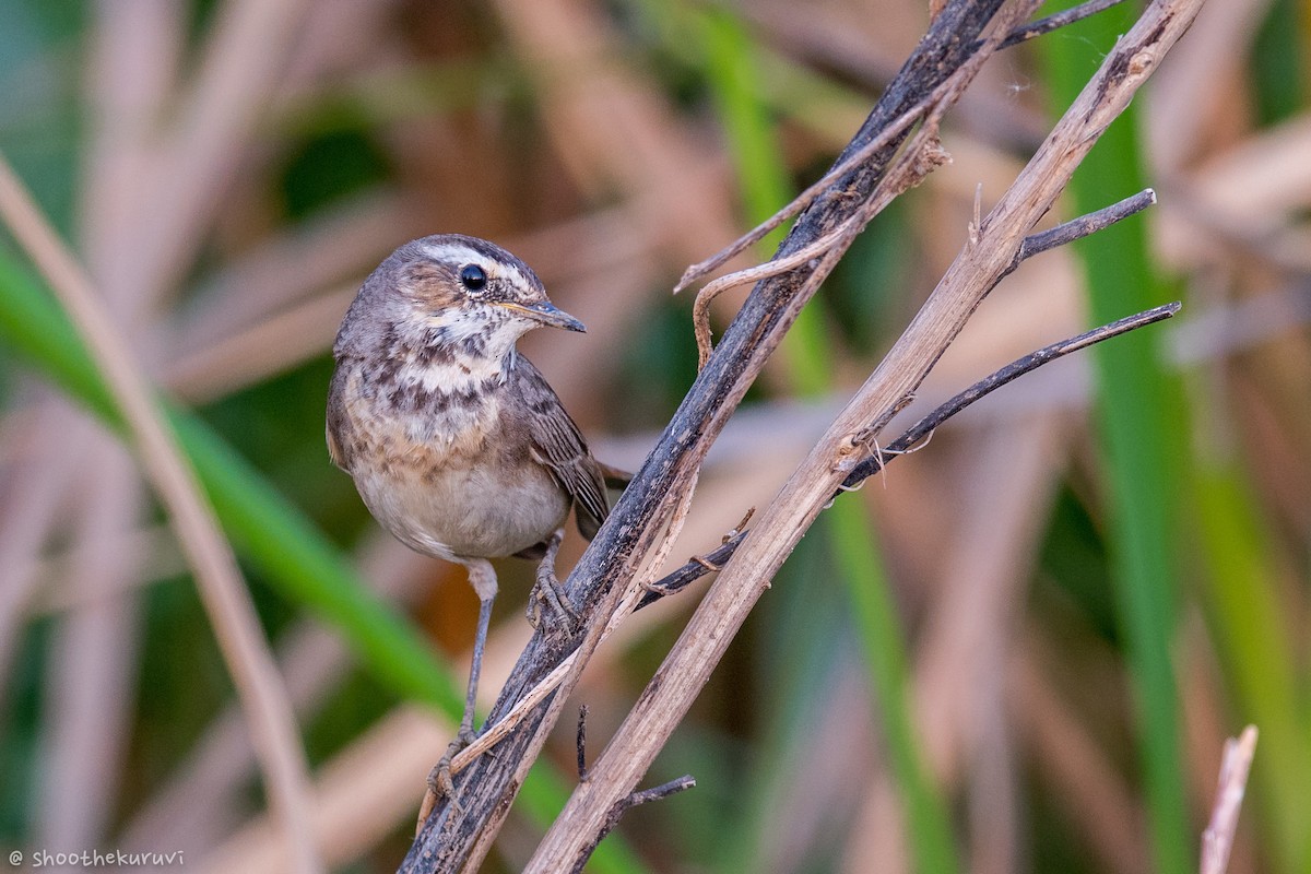 Bluethroat - Sivaguru Noopuran PRS