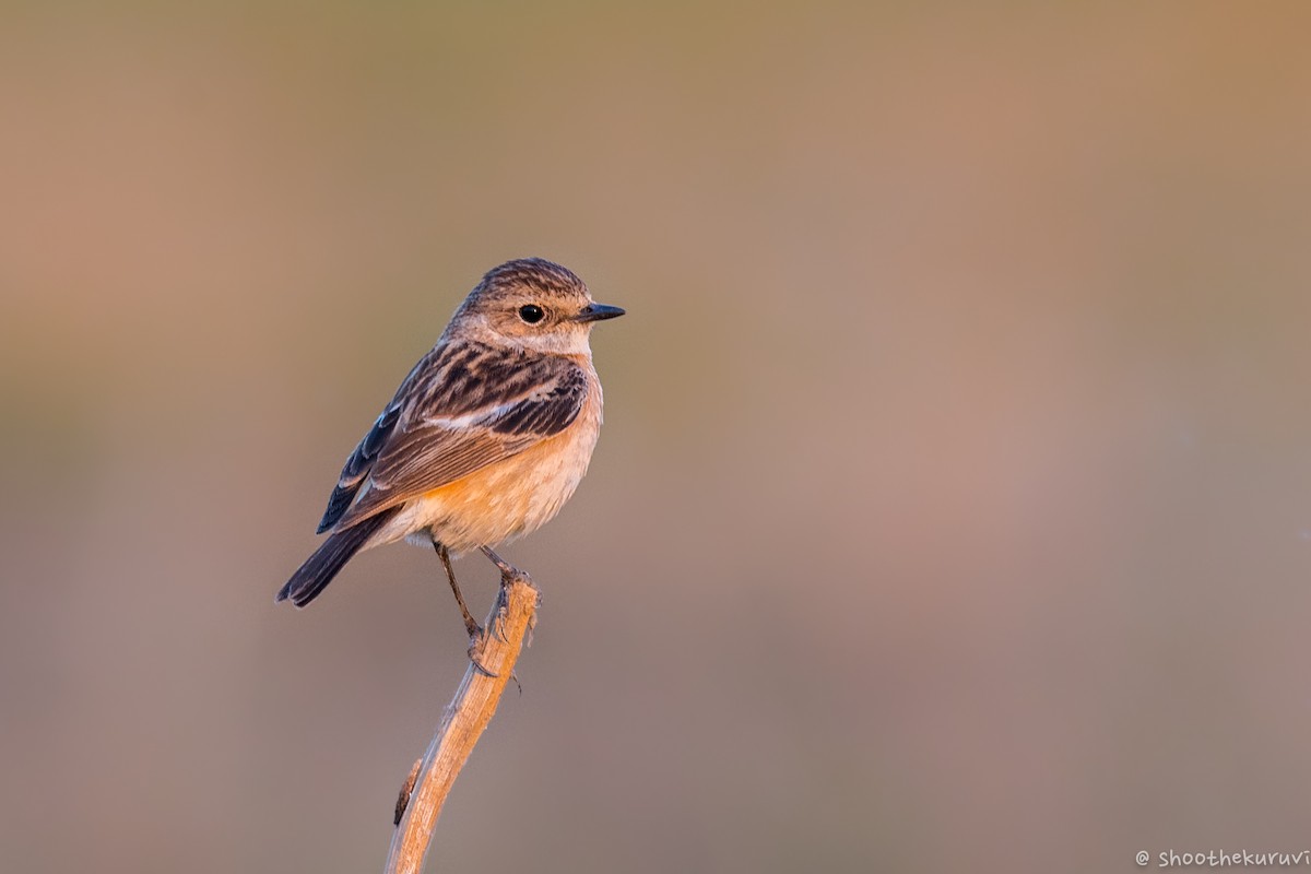 Siberian Stonechat - ML88341191