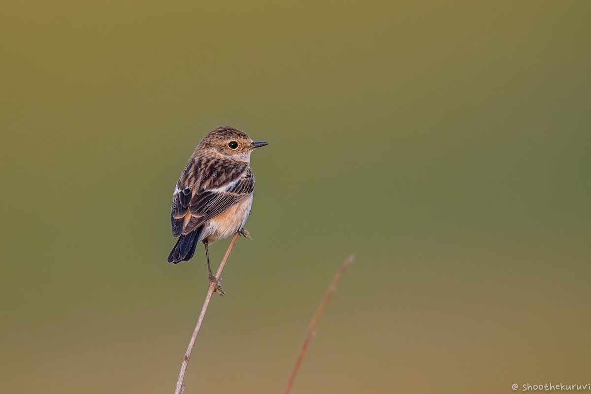 Siberian Stonechat - Sivaguru Noopuran PRS