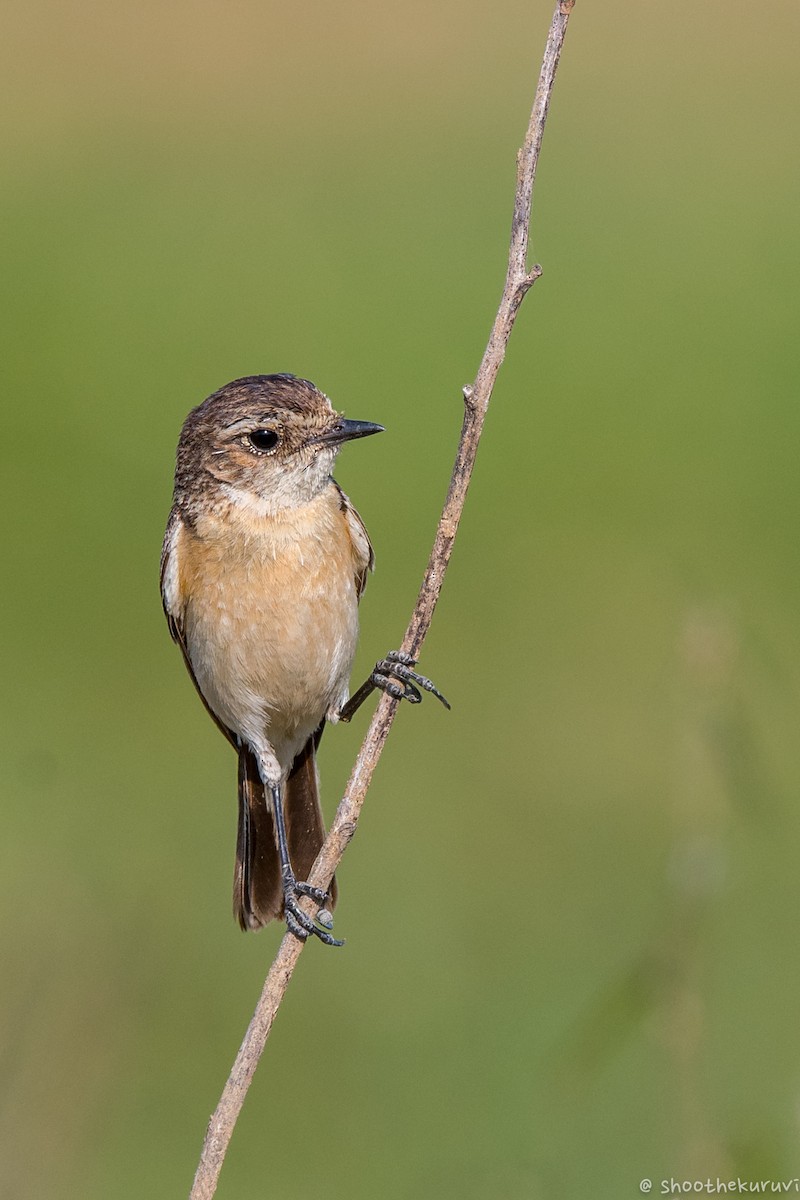 Siberian Stonechat - ML88341211