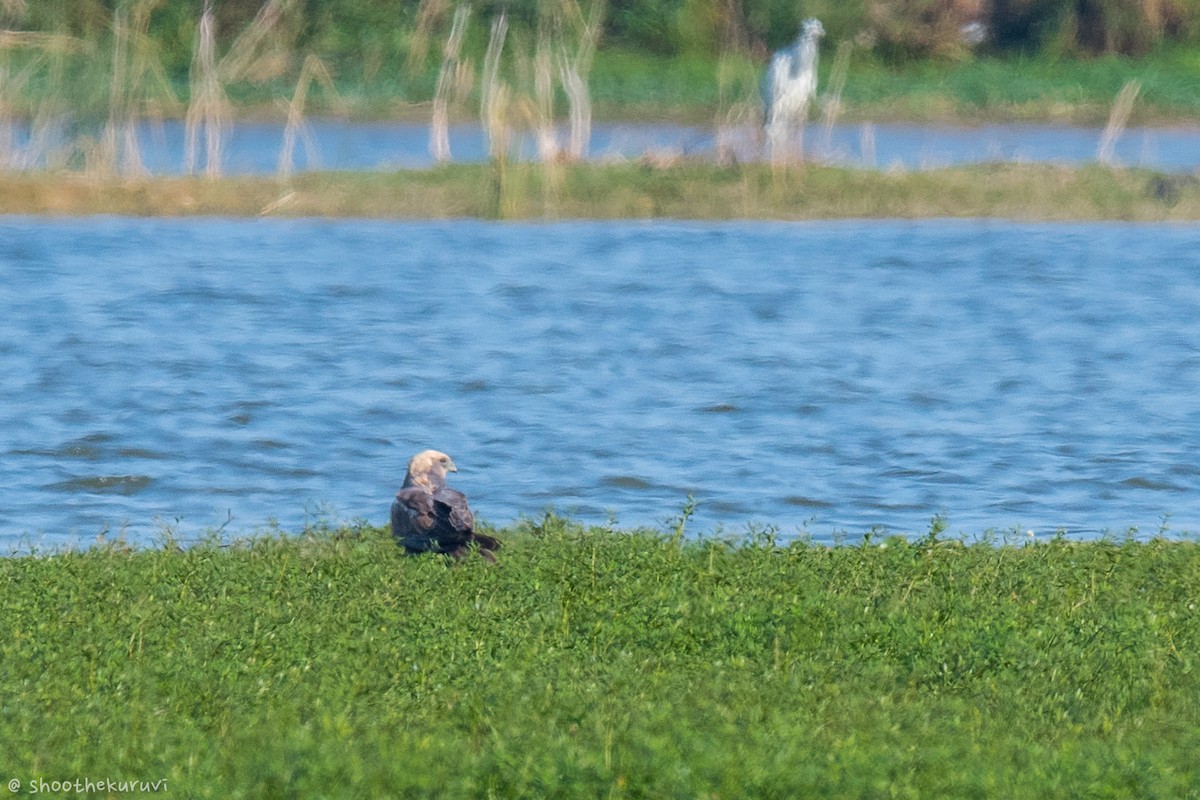 Western Marsh Harrier - ML88341261