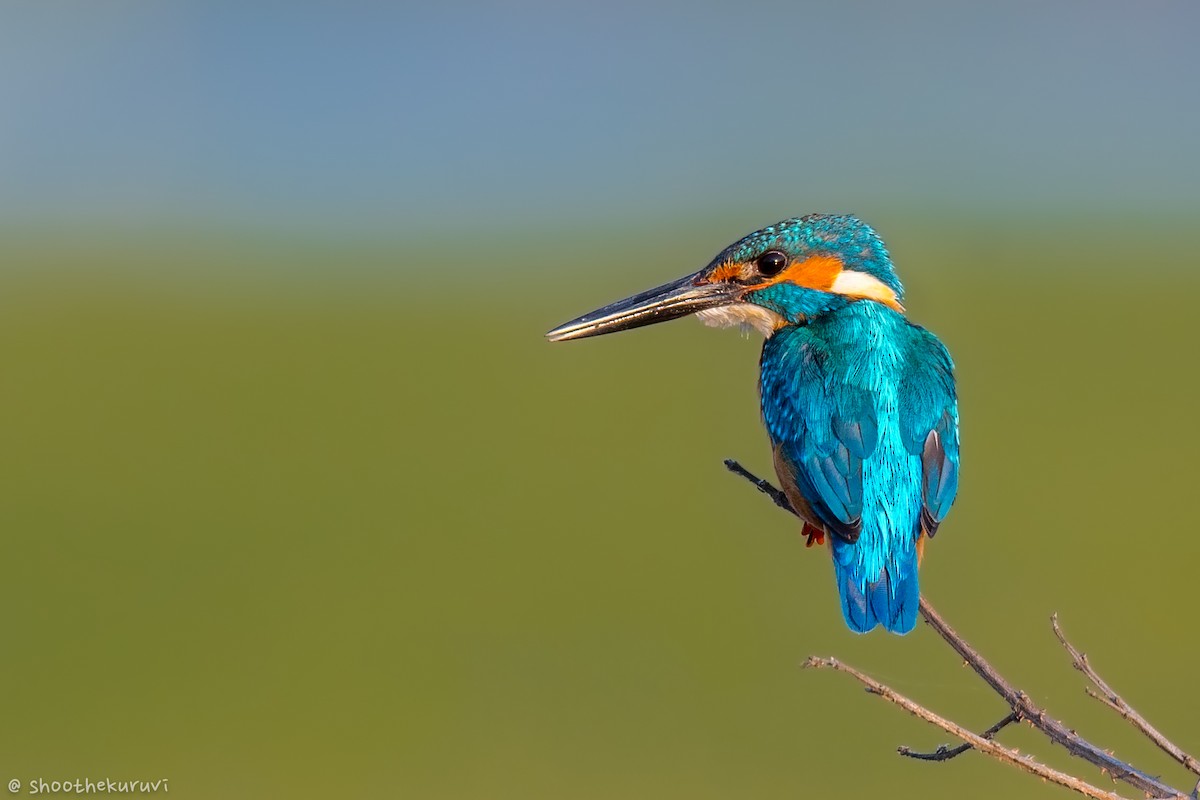 Common Kingfisher - Sivaguru Noopuran PRS