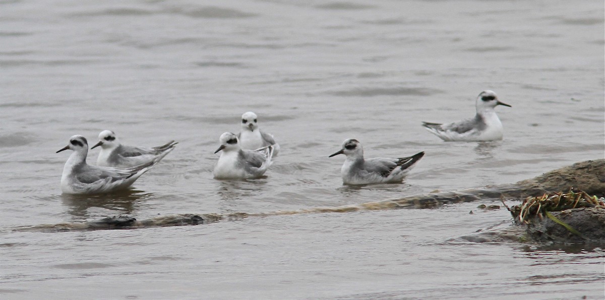 Red Phalarope - ML88342421