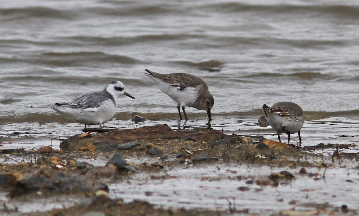 Red Phalarope - ML88342431