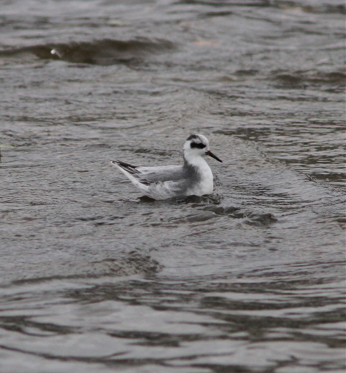 Red Phalarope - ML88342441