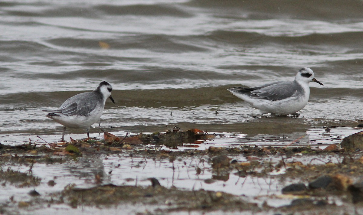 Red Phalarope - ML88342451