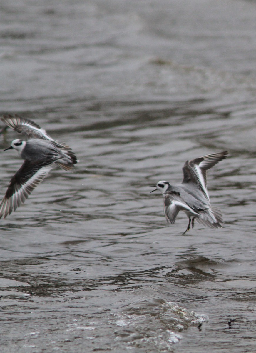 Red Phalarope - ML88342461