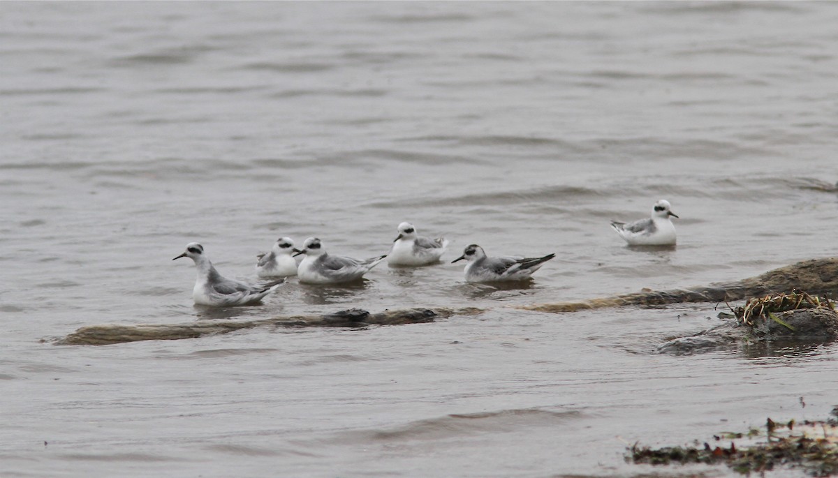 Red Phalarope - ML88342471