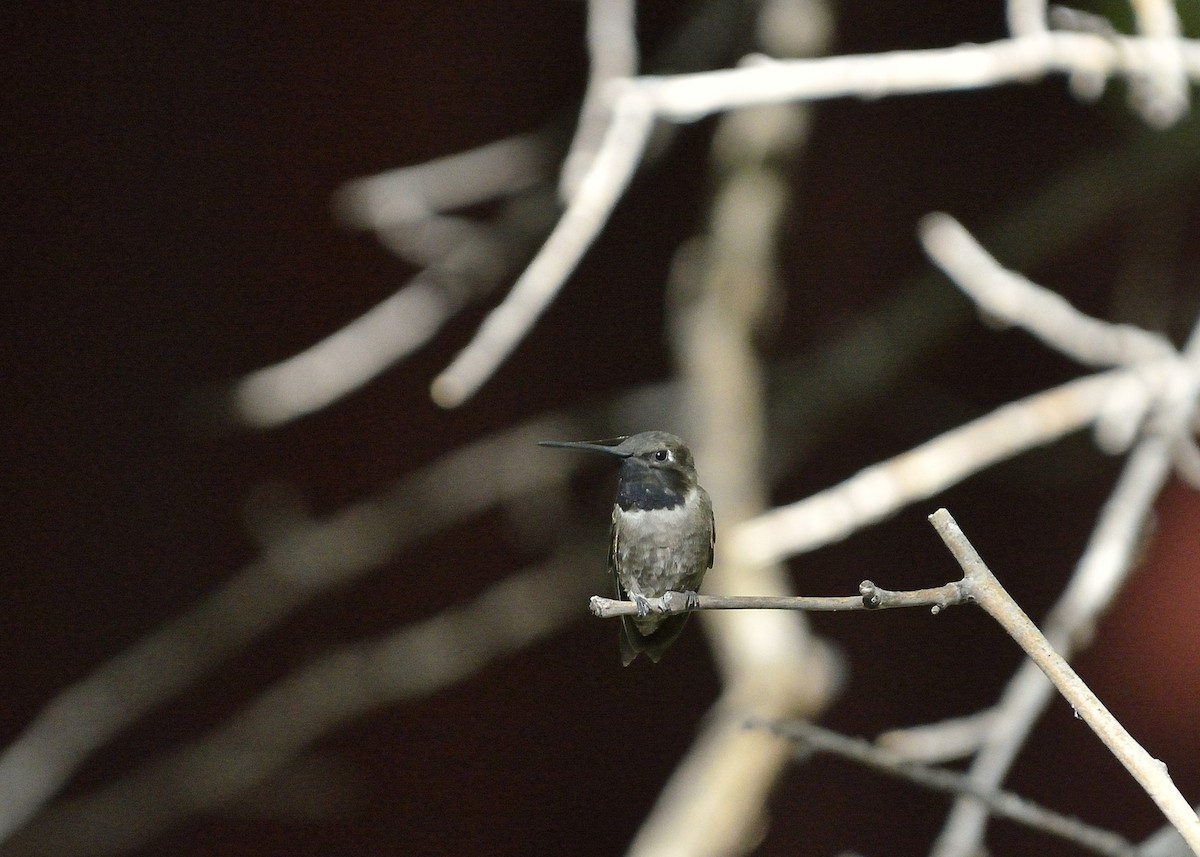 Black-chinned Hummingbird - Donald Casavecchia