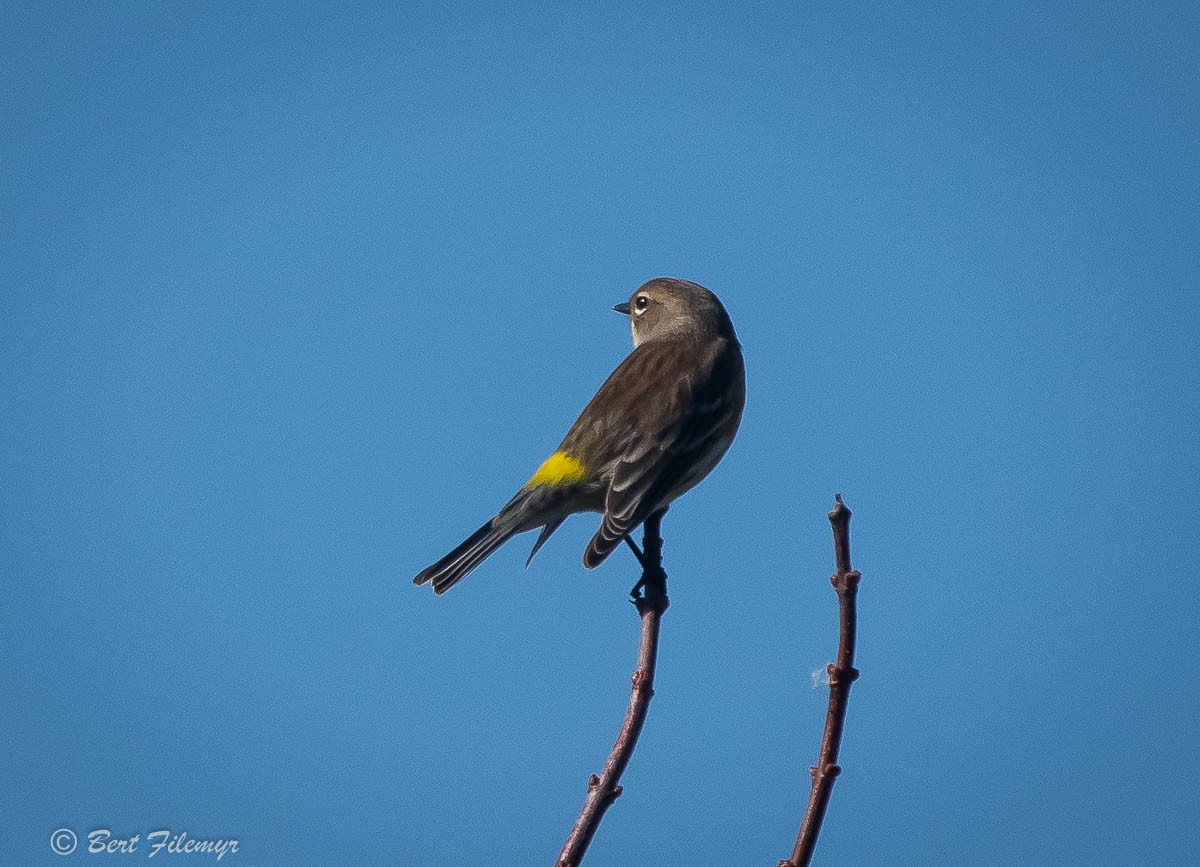 Yellow-rumped Warbler - ML88344601