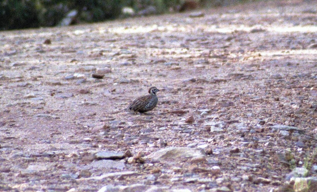 Montezuma Quail - Peter Kavouras