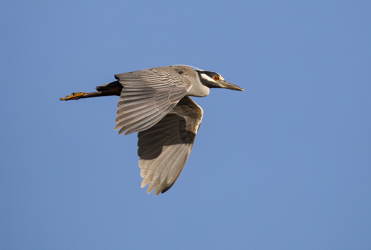 Yellow-crowned Night Heron - ML88347821