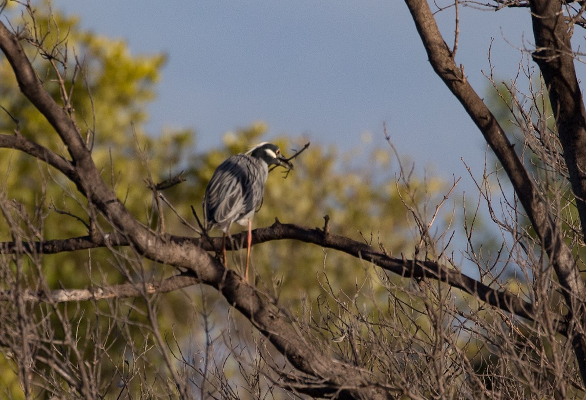 Yellow-crowned Night Heron - ML88347831