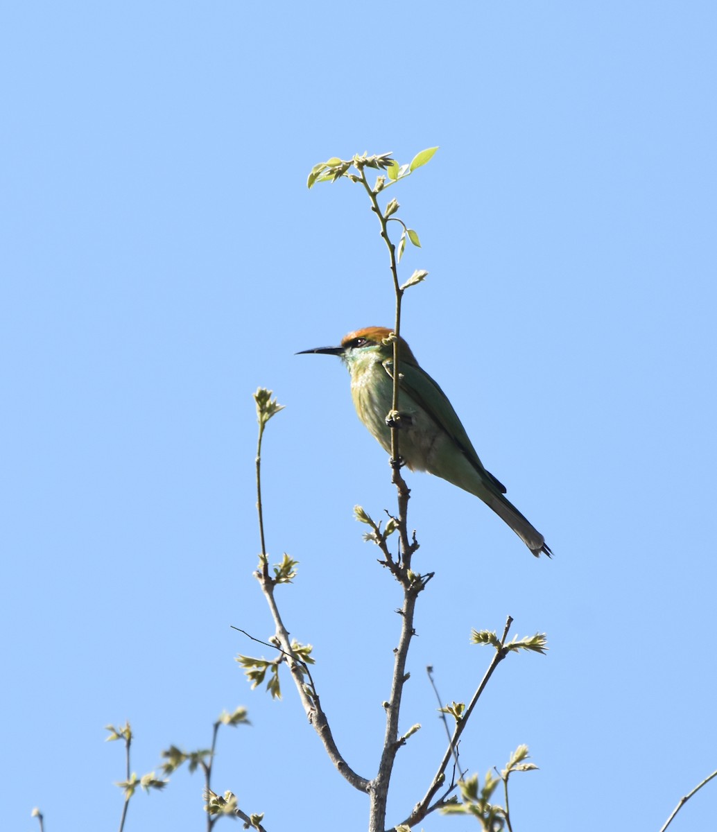 Asian Green Bee-eater - ML88347861